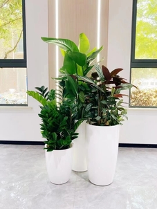 探秘宁波奉化绿植租赁，哪家才是你的优质之选？